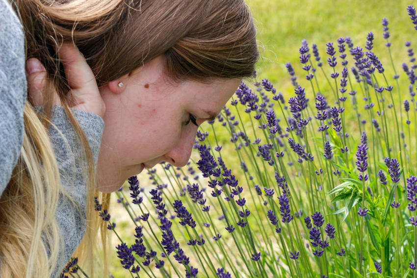 Smelling lavender